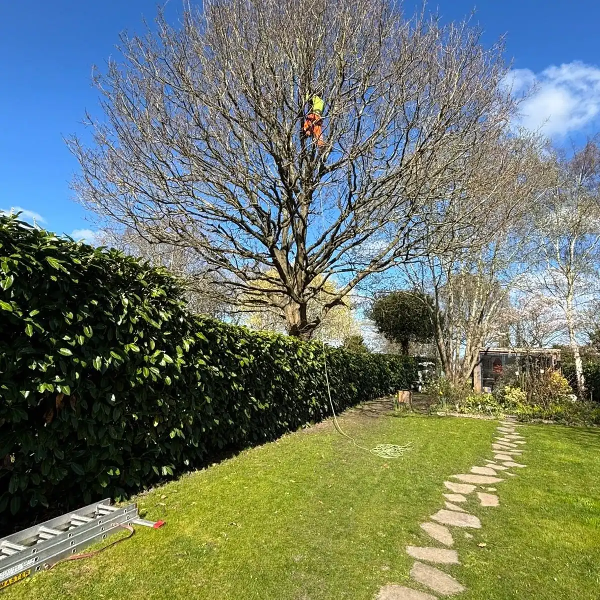 Man trimming the branches on a tree.