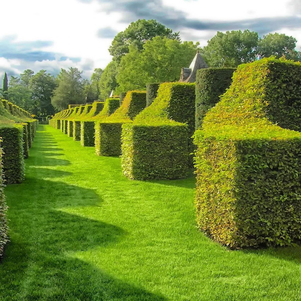 Shaped hedges in a large garden.