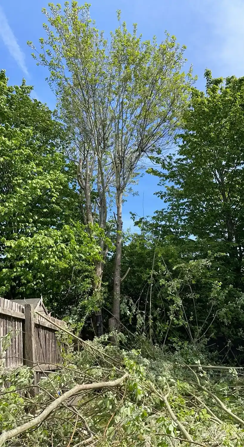 Tree after a large amount of branches have been removed.