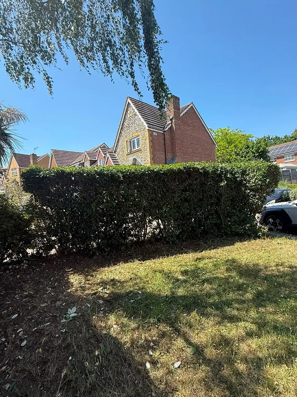 Hedge at the bottom of the garden after a cut.