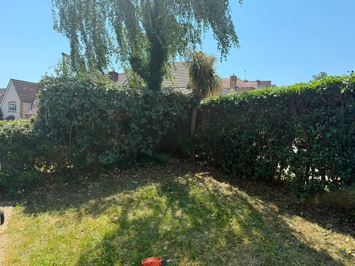 2 hedges after some trimming.