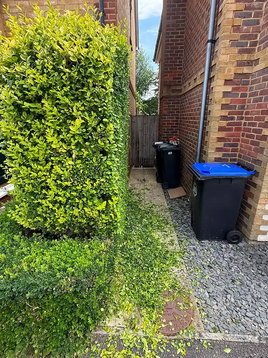 Hedge next to an alleyway between two houses.