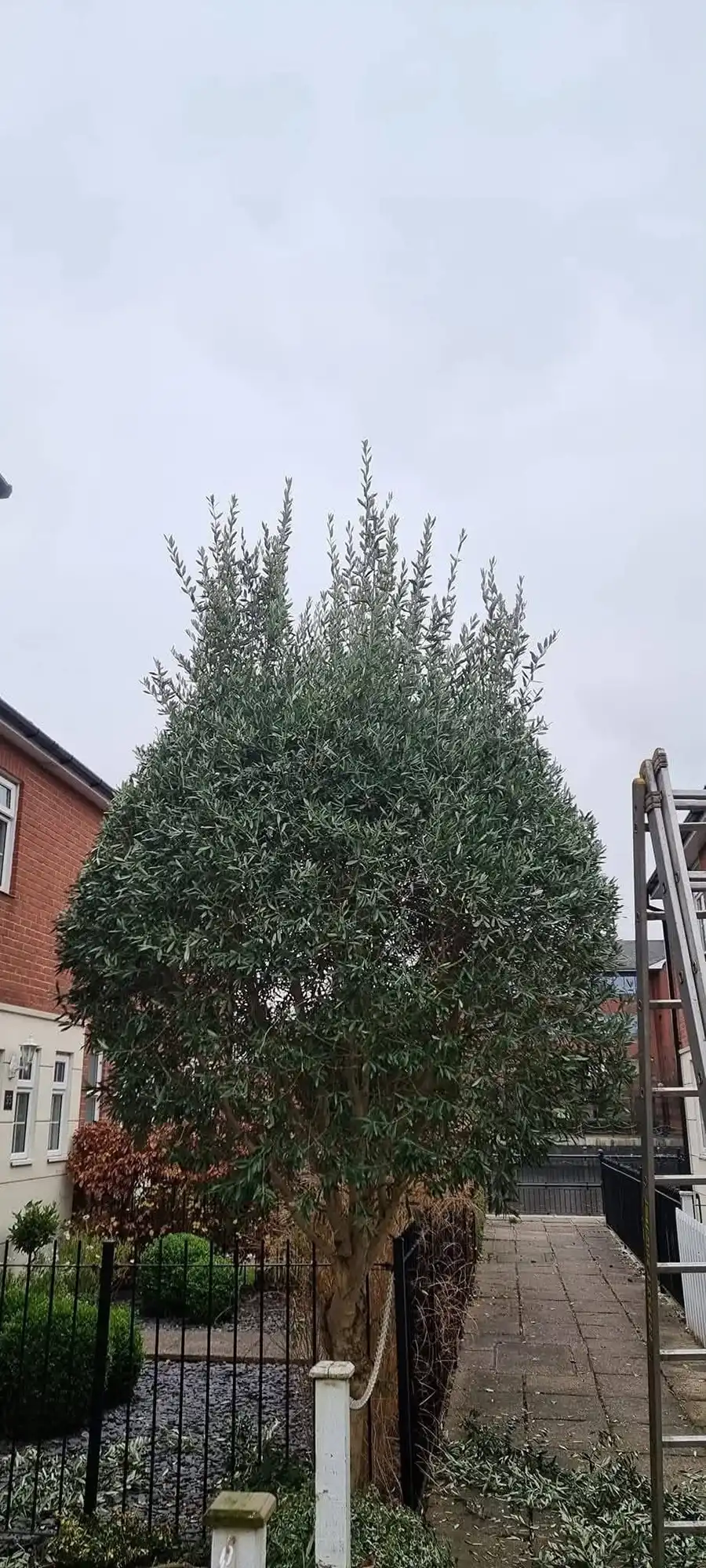 Tree having a trim!