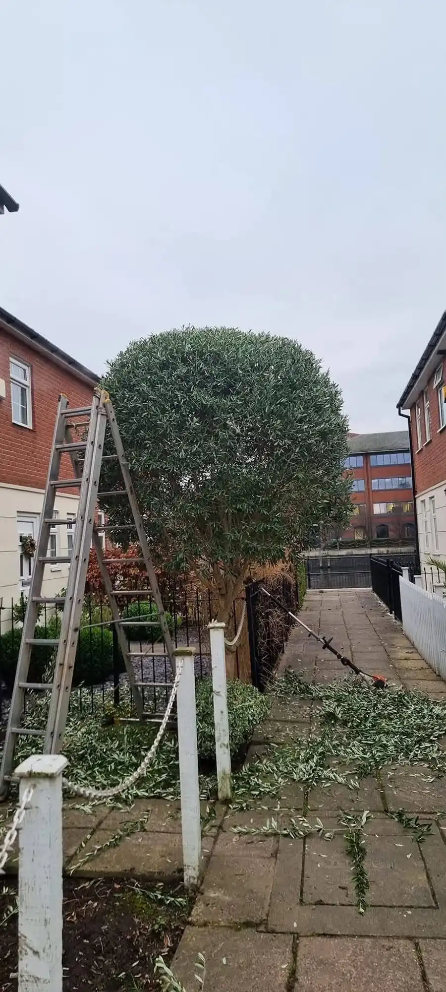 Tree after being trimmed.