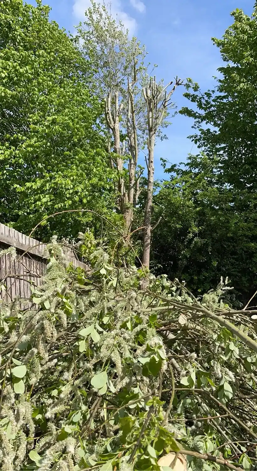 Tree having a heavy trim with cut off leaves.