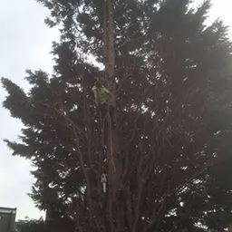 man cutting a large fir tree