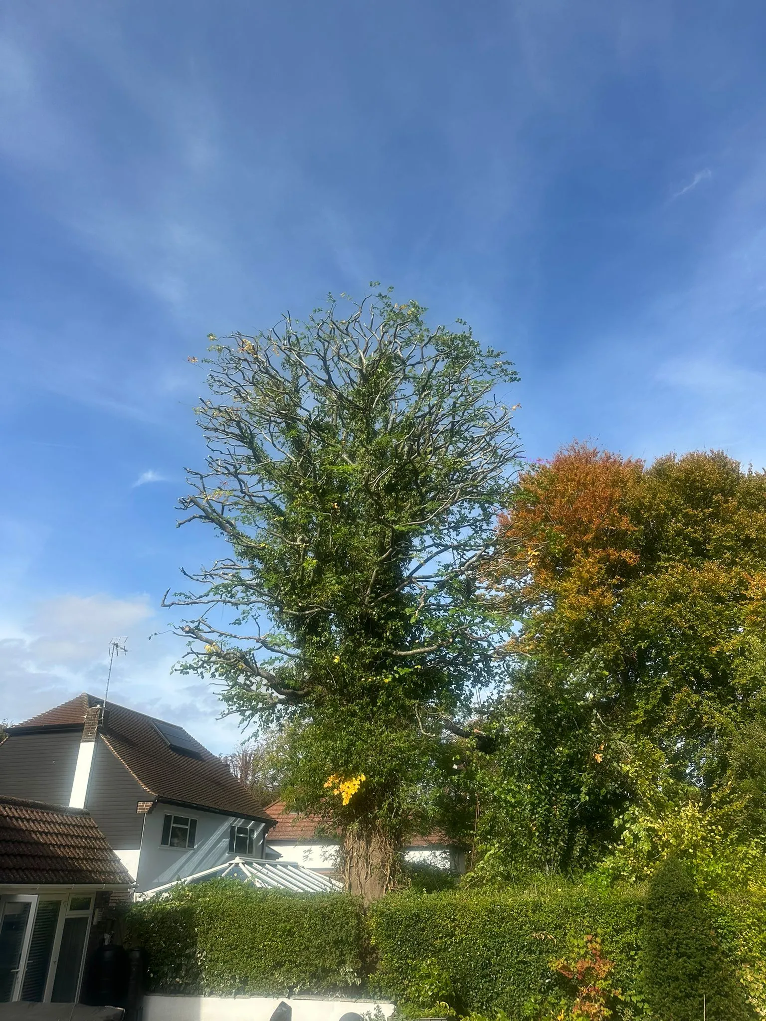 A house with a tree in front of it.