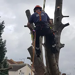 chopping tree