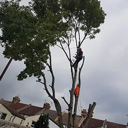 high in the tree