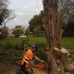 cutting a stump