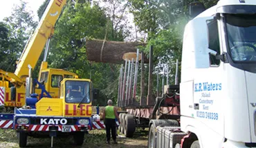 commercial tree surgery