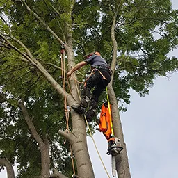 man in tree
