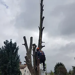 tree no limbs